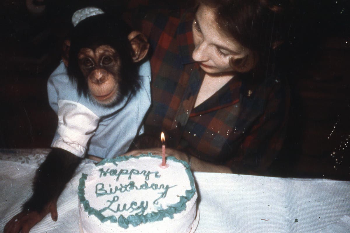 Lucy the Human Chimp: Viewers share heartbreak at tale of an ape that